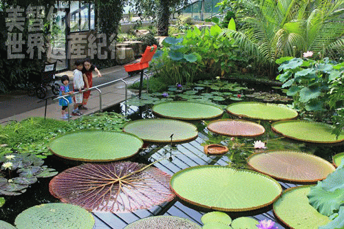 キュー王立植物園 温室は生きた世界の植物図鑑 美智代の世界遺産紀行 目指せ500ヵ所