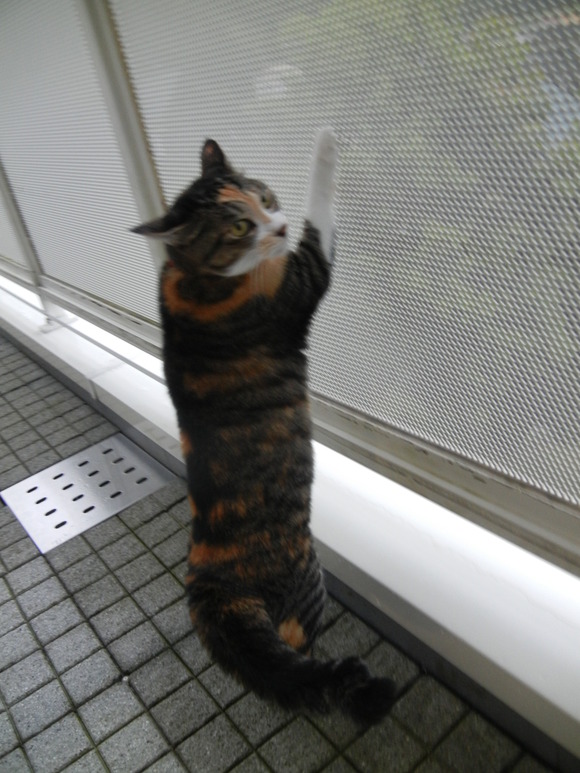 ’14,8,29(金)愛ちゃんはプチ元気!_f0060461_9434650.jpg
