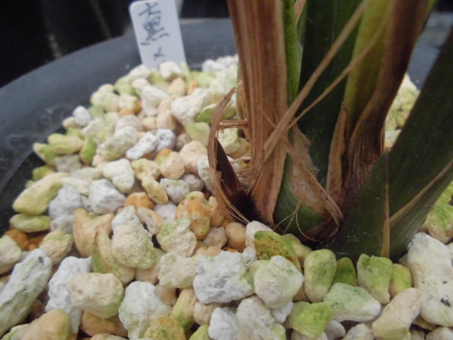 寒蘭-25273-5H3　ラベル落ち　花芽つき　苗　交配種 寒蘭-25273-5H3 ラベル落ち 花芽つき 苗 交配種