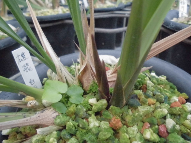 寒蘭-25273-5H3　ラベル落ち　花芽つき　苗　交配種 寒蘭-25273-5H3 ラベル落ち 花芽つき 苗 交配種