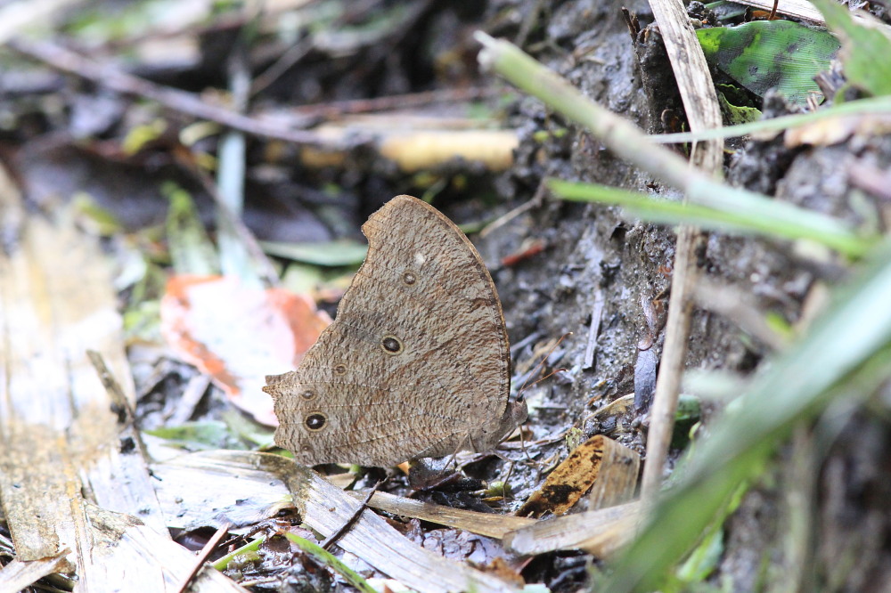 ウスイロコノマチョウ　夏型の細かい波模様。　2014.6.20沖縄２０_a0146869_6222621.jpg