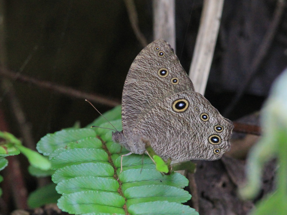 ウスイロコノマチョウ　夏型の細かい波模様。　2014.6.20沖縄２０_a0146869_6235333.jpg