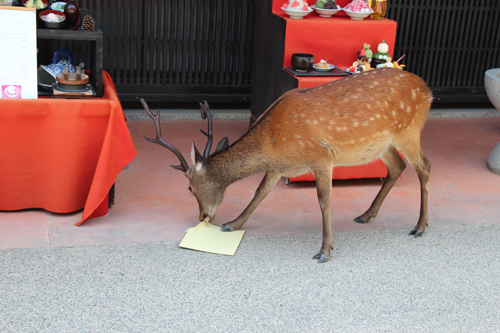 宮島の鹿たち。 : がびあーの家の毎日