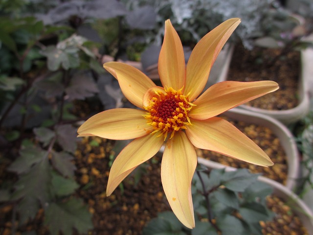 b0182884_23255364.jpg