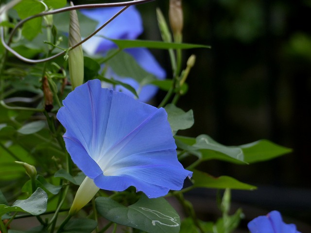 花が似ている アサガオとペチュニア 花と葉っぱ