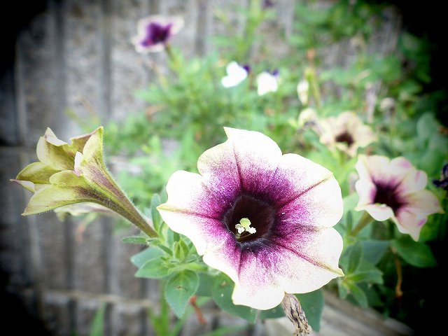 花が似ている アサガオとペチュニア 花と葉っぱ 花が似ている アサガオとペチュニア 花と葉っぱ