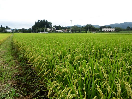 8月28日の田んぼ(上目黒小・枝野小)_d0247484_10291064.jpg