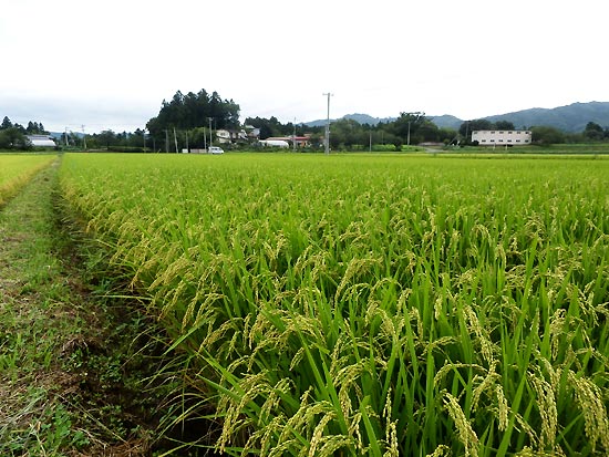 ８月２８日の田んぼ（上目黒小・枝野小）_d0247484_10291064.jpg