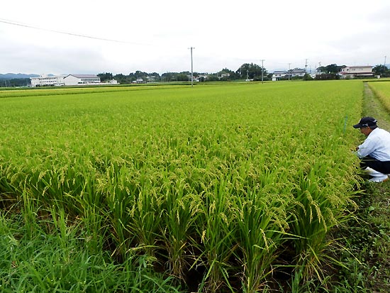 8月28日の田んぼ(上目黒小・枝野小)_d0247484_10295471.jpg