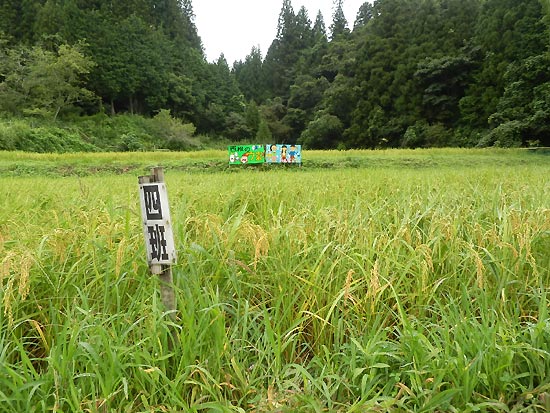 8月28日の田んぼ(月光原小・西根小)_d0247484_10514767.jpg