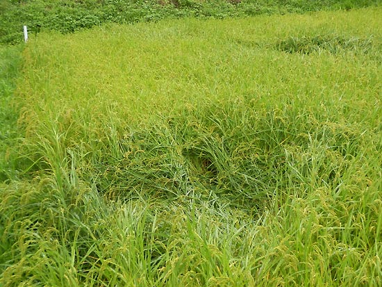 8月28日の田んぼ(月光原小・西根小)_d0247484_10544937.jpg