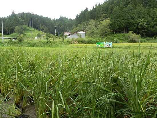 8月28日の田んぼ(月光原小・西根小)_d0247484_15525582.jpg