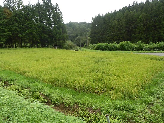 8月28日の田んぼ(月光原小・西根小)_d0247484_15545747.jpg