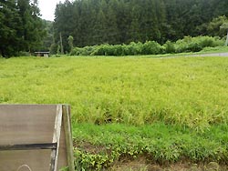 8月28日の田んぼ(月光原小・西根小)_d0247484_15554540.jpg