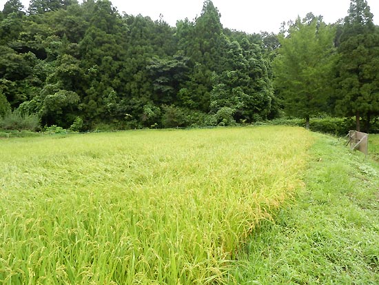 8月28日の田んぼ(月光原小・西根小)_d0247484_15574723.jpg