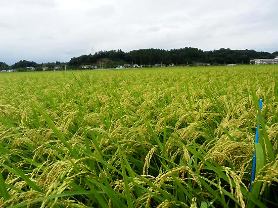8月28日の田んぼ(緑ヶ丘小・北郷小)_d0247484_16381159.jpg