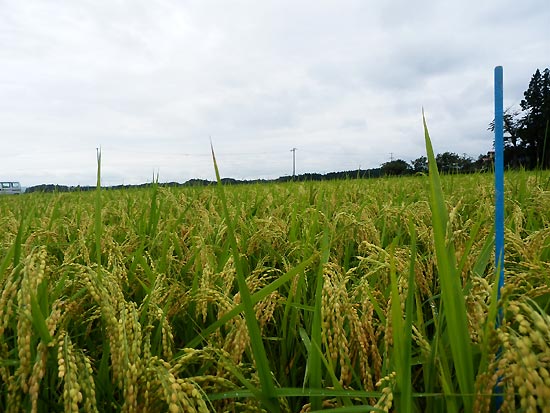 8月28日の田んぼ(目黒角田絆交流田)_d0247484_17453033.jpg