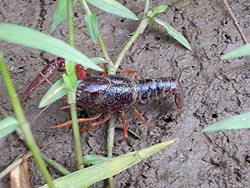 8月28日の田んぼ(目黒角田絆交流田)_d0247484_17471268.jpg