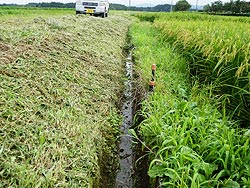 8月28日の田んぼ(目黒角田絆交流田)_d0247484_17473991.jpg