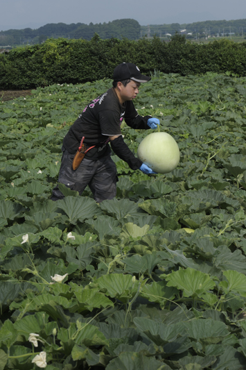 かんぴょう／栃木県下野市　　「家の光」１０月号　大地の恵みより_f0089391_10212283.jpg