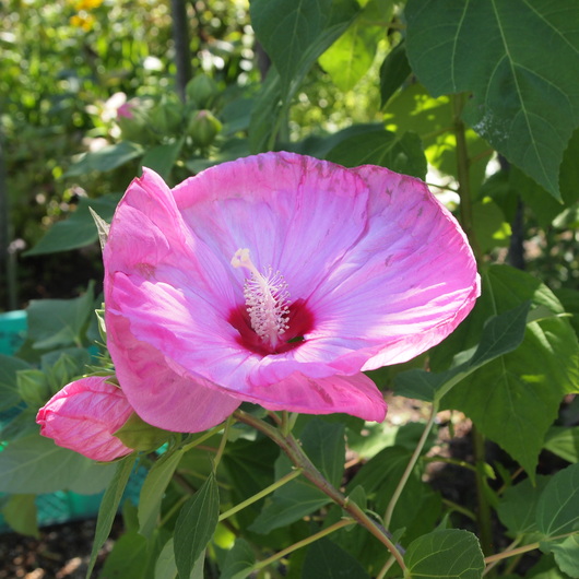 派手なお花と地味なお花_a0292194_1213676.jpg