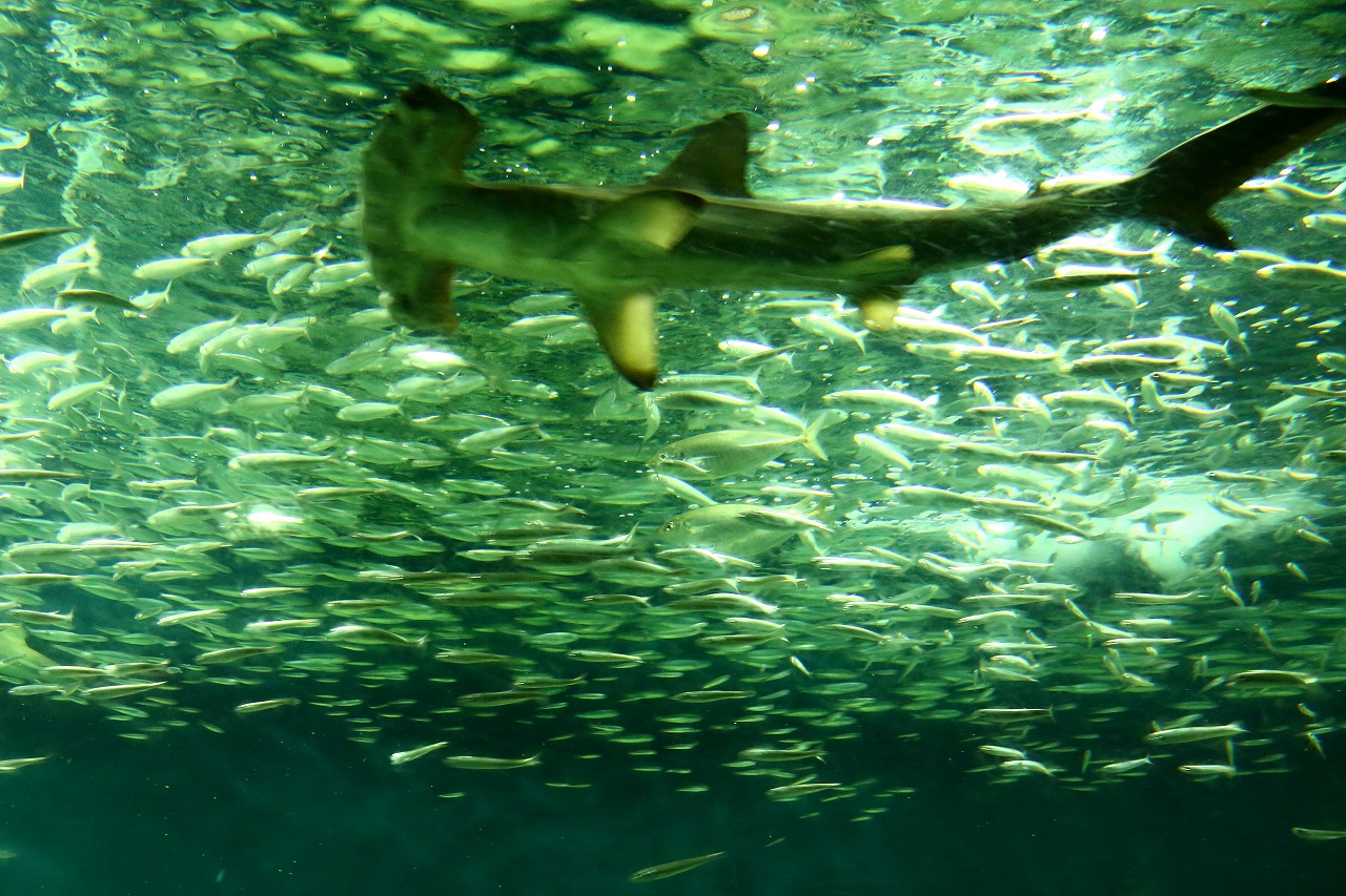 葛西臨海水族園の大きなお魚たち_b0291402_17183491.jpg