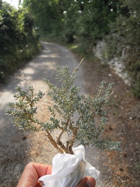 南仏自然の中を歩く　se balader dans la nature _e0206902_2393445.jpg