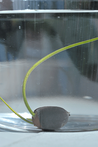 a0278809_14494572.gif