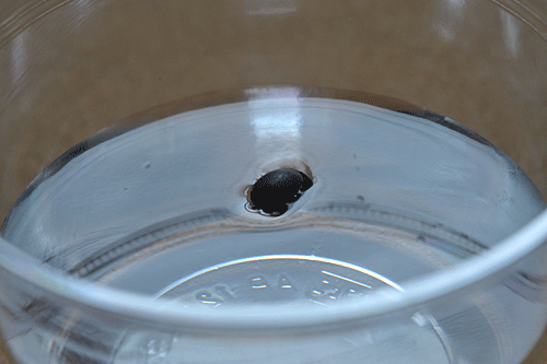 a0278809_14495950.gif