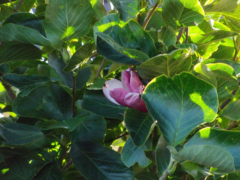 植物たちは秋めいてきています_c0025115_21484640.jpg