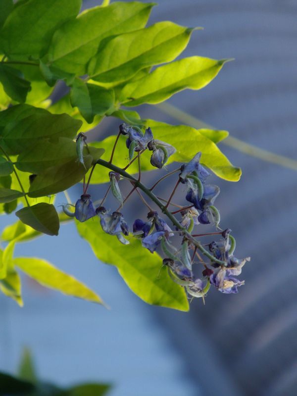 植物たちは秋めいてきています_c0025115_2149553.jpg