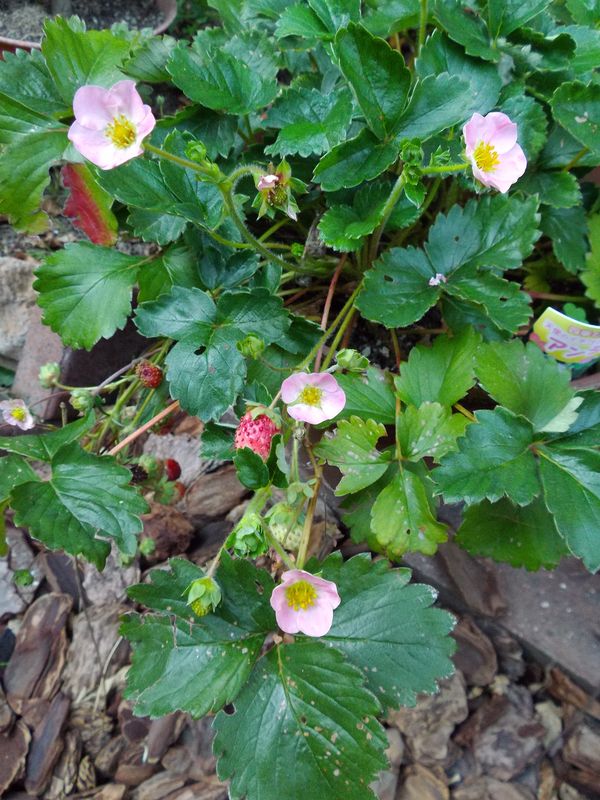 植物たちは秋めいてきています_c0025115_21505969.jpg