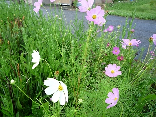 c0189218_8263139.jpg