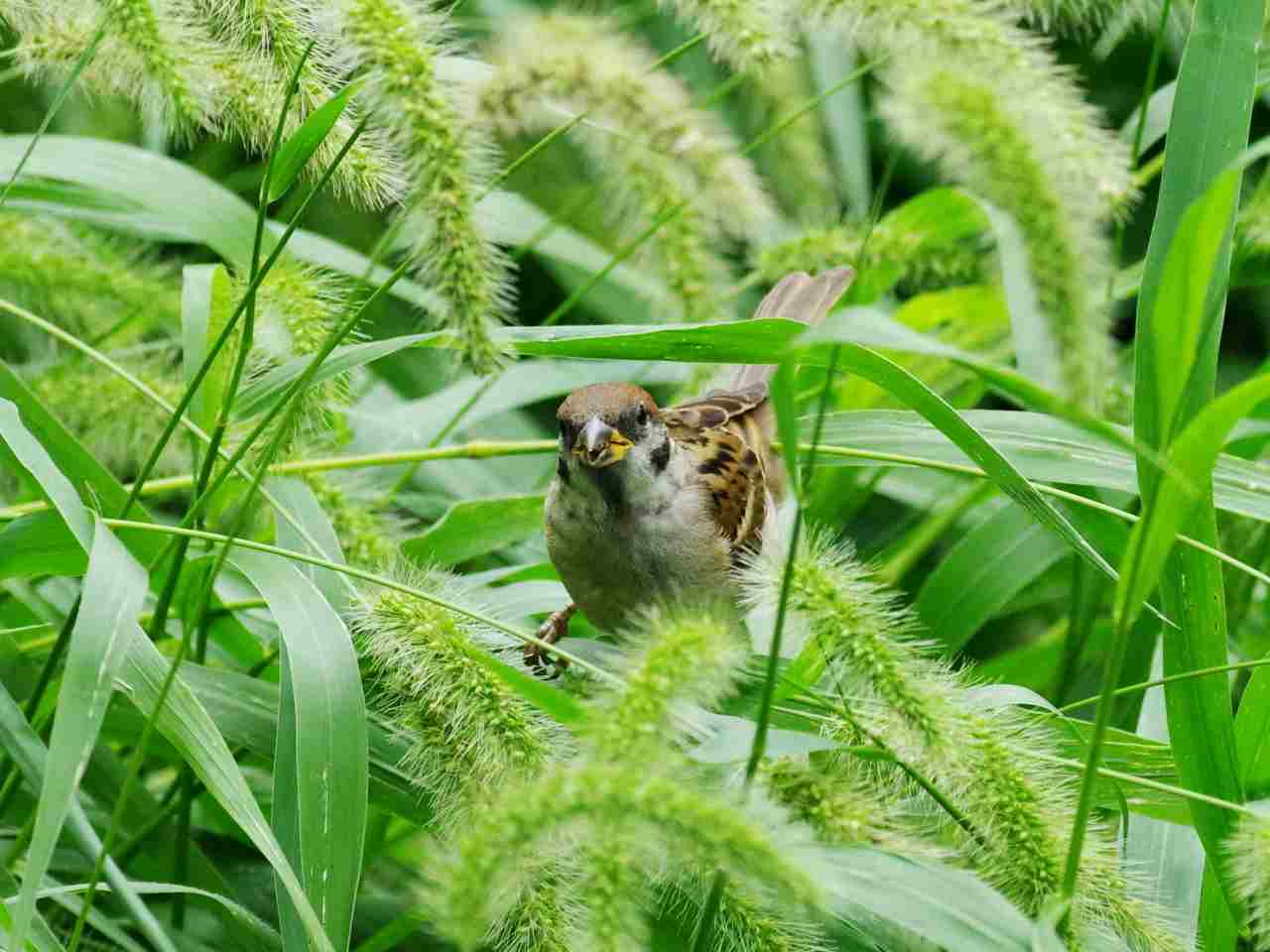 猫じゃらしを食うスズメ 武蔵野散歩