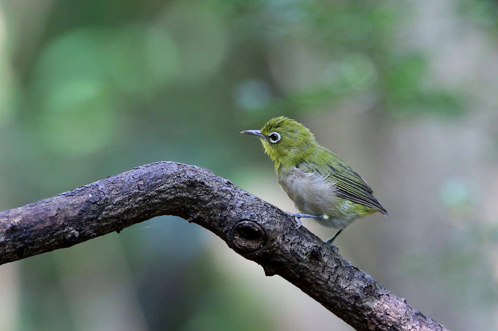 今日も鳥撮り_b0179023_21575340.jpg