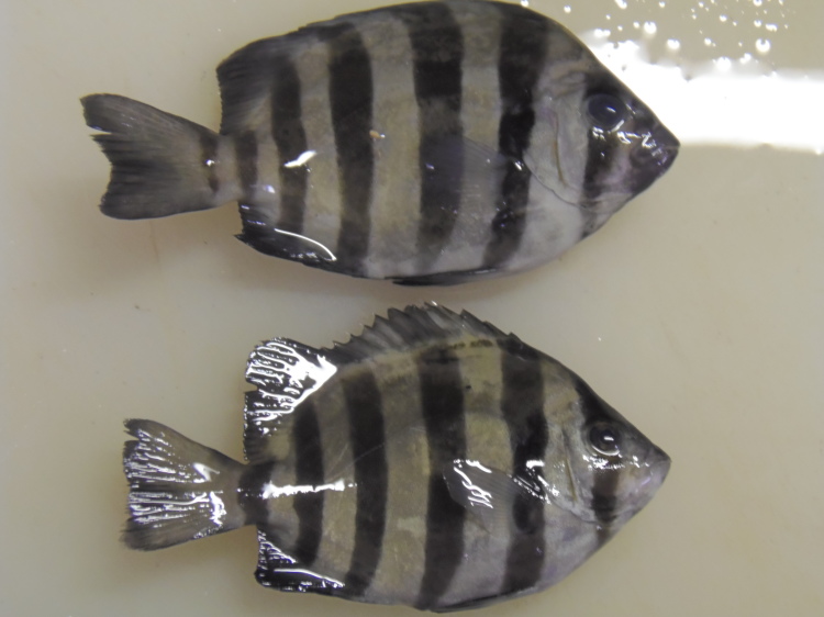 石鯛の子供 さんシー 石鯛の子供 さんシー