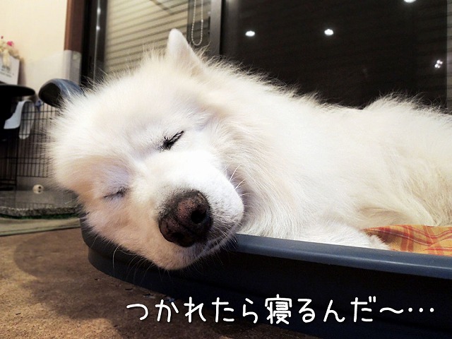 また雨だ～_c0062832_7194688.jpg