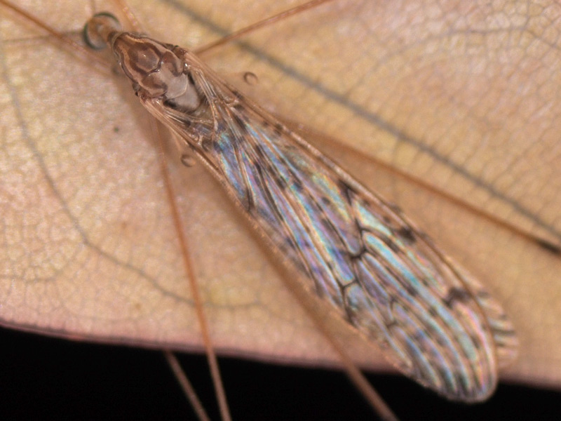 ががんぼ COLIMBO(コリンボ) SOUTH FORK KNIT CAP 【ZX-0610】 Dark Navy