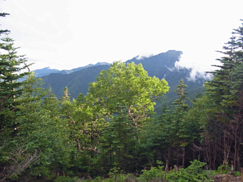 a0044453_15302770.gif