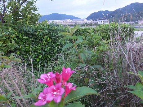 河川公園で出会った花たち・・・_f0113862_19593699.jpg