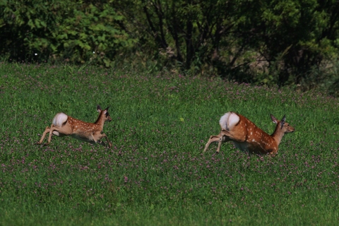 逃げる親子鹿 サロベツ発 富士元寿彦