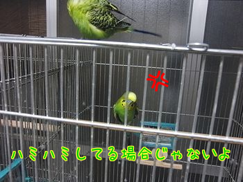 f0196665_1134465.png