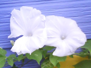 7月8月に撮影した朝顔_f0150767_22160792.jpg