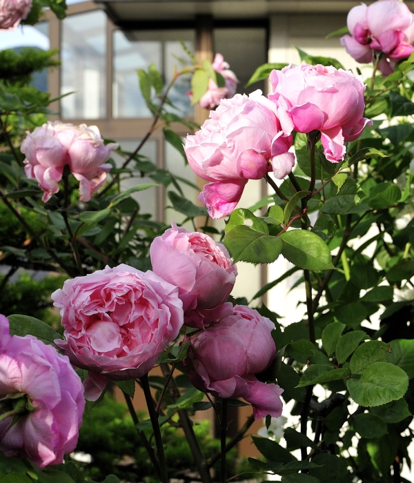 完璧わいふによる マドモアゼルのための薔薇のスィートジャンクジャーナル*Grace 文房具・ステーショナリー