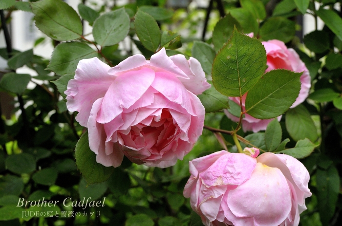 JUDEの庭と薔薇のカヲリ