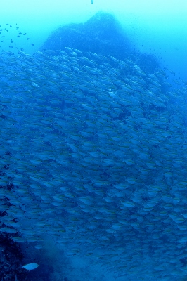c0039073_18493482.jpg