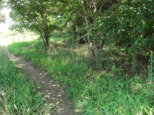 c0095679_17195281.gif