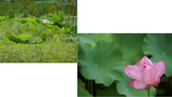 雨模様の小石川後楽園_b0188987_21294290.jpg