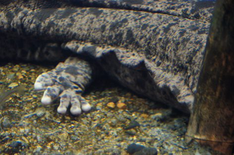 ペンギンのしんまちくんとイルカと・・・(京都水族館)_c0139591_631390.jpg