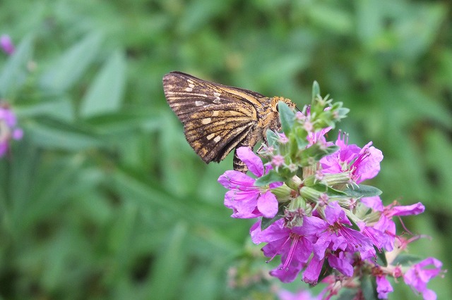 e0070891_21214630.jpg